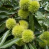 Tamme Kastanje, Bosplantsoen (Castanea Sativa) -Exporteren Tuin Zorgzaam Winkel vaem10571