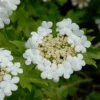 Gelderse Roos (Viburnum Opulus) -Exporteren Tuin Zorgzaam Winkel vami00068
