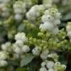 Sneeuwbes (Symphoricarpos 'Magical Galaxy®) -Exporteren Tuin Zorgzaam Winkel vami07294