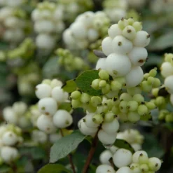 Sneeuwbes (Symphoricarpos 'Magical Galaxy®)