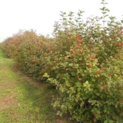 Gelderse Roos (Viburnum Opulus) -Exporteren Tuin Zorgzaam Winkel viburnum opulus