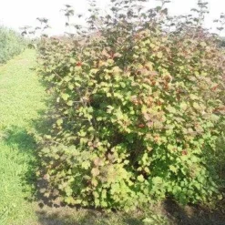 Gelderse Roos (Viburnum Opulus) -Exporteren Tuin Zorgzaam Winkel viburnum opulus 150 200 1