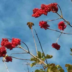 Gelderse Roos (Viburnum Opulus) -Exporteren Tuin Zorgzaam Winkel viburnum opulus 1