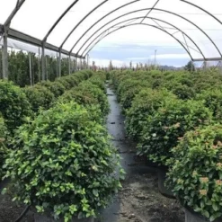 Sneeuwbal Als Bolvorm (Viburnum Tinus 'Eve Price') -Exporteren Tuin Zorgzaam Winkel viburnumtinuseveprice