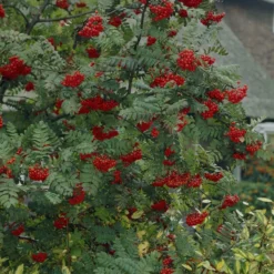 Vogelvriendelijke Haag -Exporteren Tuin Zorgzaam Winkel visi07503