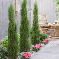 Italiaanse Cypres (Cupressus Sempervirens 'Stricta') -Exporteren Tuin Zorgzaam Winkel visi198162 1