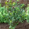 Blauwe Hulst (Ilex Meserveae 'Blue Princess') -Exporteren Tuin Zorgzaam Winkel visi71585 1