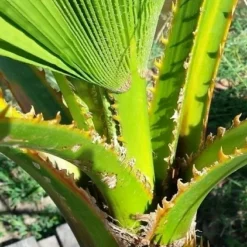 Washingtonia (Washingtonia Robusta) -Exporteren Tuin Zorgzaam Winkel washingtoniarobusta04