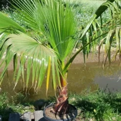 Washingtonia (Washingtonia Robusta) -Exporteren Tuin Zorgzaam Winkel washingtoniarobusta10
