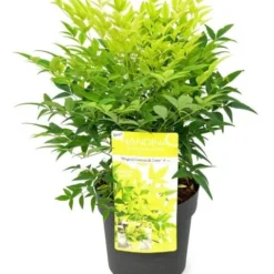 Hemelse Bamboe (Nandina Domestica 'Lemon And Lime') -Exporteren Tuin Zorgzaam Winkel wep 0549
