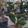 Taxus Als Bonsai (Taxus Baccata) -Exporteren Tuin Zorgzaam Winkel whatsapp image 2021 10 04 at 11.54.17 1