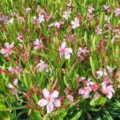Roze Oleander (Nerium Oleander) -Exporteren Tuin Zorgzaam Winkel whatsapp image 2022 06 09 at 10.59.18 am