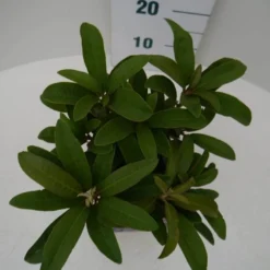 Rhododendron (Rhododendron 'Wilgen's Ruby') -Exporteren Tuin Zorgzaam Winkel wilgens ruby c2 boven