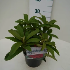 Rhododendron (Rhododendron 'Wilgen's Ruby') -Exporteren Tuin Zorgzaam Winkel wilgens ruby c2 zij