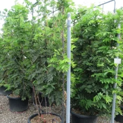 Blauwe Regen Als Leivorm (Wisteria Brachybotrys 'Yokohama Fuji') -Exporteren Tuin Zorgzaam Winkel wisteria 110x180 leivorm