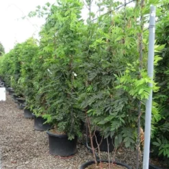 Blauwe Regen Als Leivorm (Wisteria Brachybotrys 'Yokohama Fuji') -Exporteren Tuin Zorgzaam Winkel wisteria 110x180 leivorm 2 1