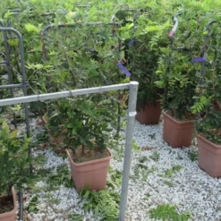 Blauwe Regen Als Leivorm (Wisteria Brachybotrys 'Yokohama Fuji') -Exporteren Tuin Zorgzaam Winkel wisteria 52x110 leivorm 1