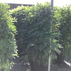 Blauwe Regen Als Leivorm (Wisteria Brachybotrys 'Yokohama Fuji') -Exporteren Tuin Zorgzaam Winkel wisteria lage leivorm 2 1