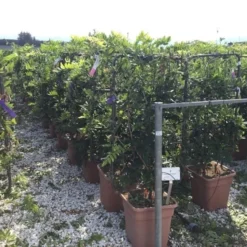 Blauwe Regen Als Leivorm (Wisteria Brachybotrys 'Yokohama Fuji') -Exporteren Tuin Zorgzaam Winkel wisteria lage leivorm c18 1