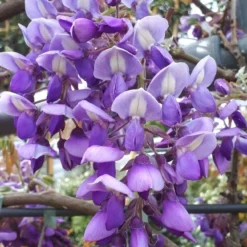 Blauwe Regen Als Leivorm (Wisteria Brachybotrys 'Yokohama Fuji') -Exporteren Tuin Zorgzaam Winkel wisteria yokohama fji 1
