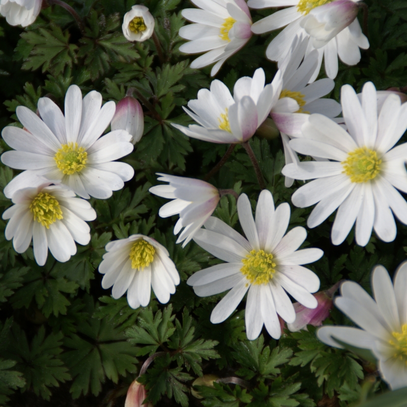 Exporteren Tuin Zorgzaam Winkel -Exporteren Tuin Zorgzaam Winkel anemone blanda white splendour 1009
