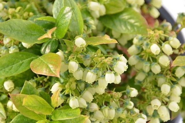 Exporteren Tuin Zorgzaam Winkel 27 Exporteren Tuin Zorgzaam Winkel -Exporteren Tuin Zorgzaam Winkel dsc 5973