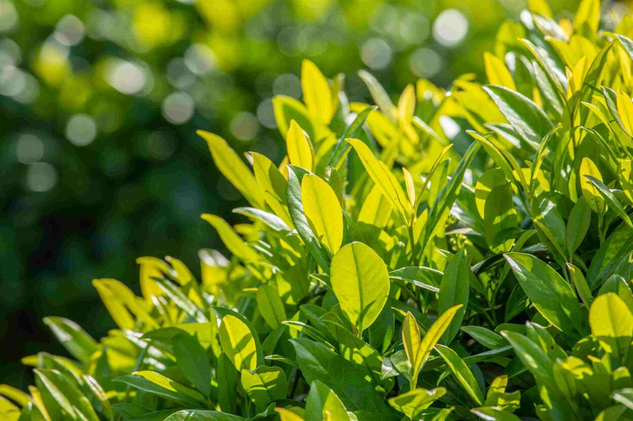 Exporteren Tuin Zorgzaam Winkel -Exporteren Tuin Zorgzaam Winkel haagplanten